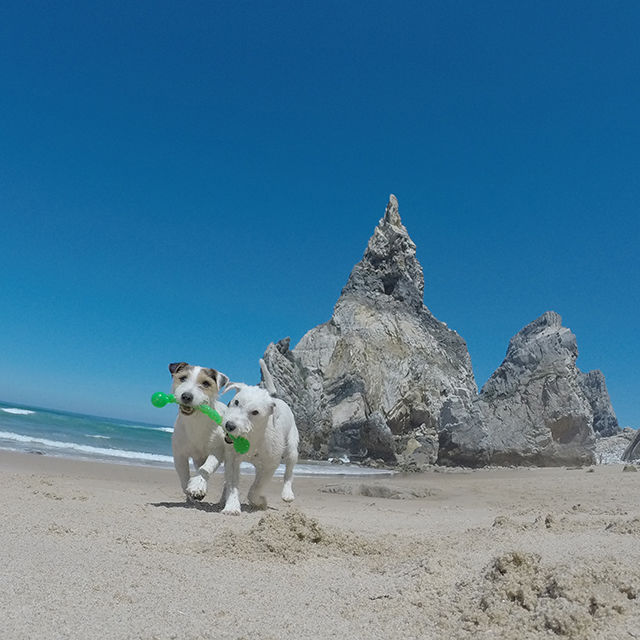 Photo of 11 Dogs of Instagram Who Travel Better Than We Do! 5/12 by Le Voyageur