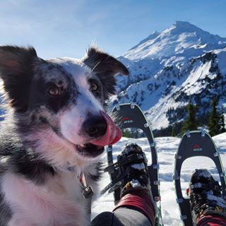 Photo of 11 Dogs of Instagram Who Travel Better Than We Do! 9/12 by Le Voyageur