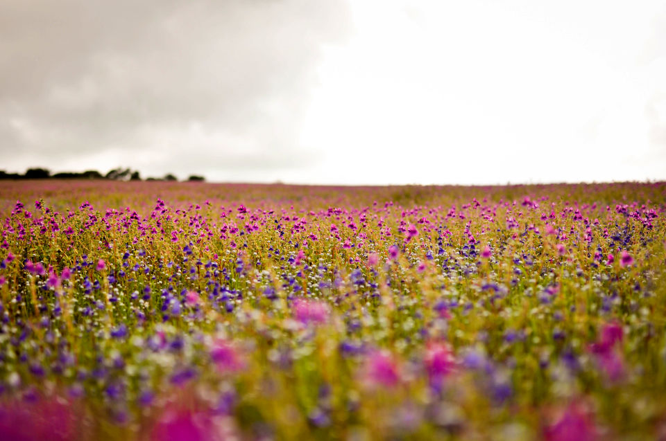 Photo of Monsoon Mumbai – Kaas: the plateau of flowers 1/5 by Ayan