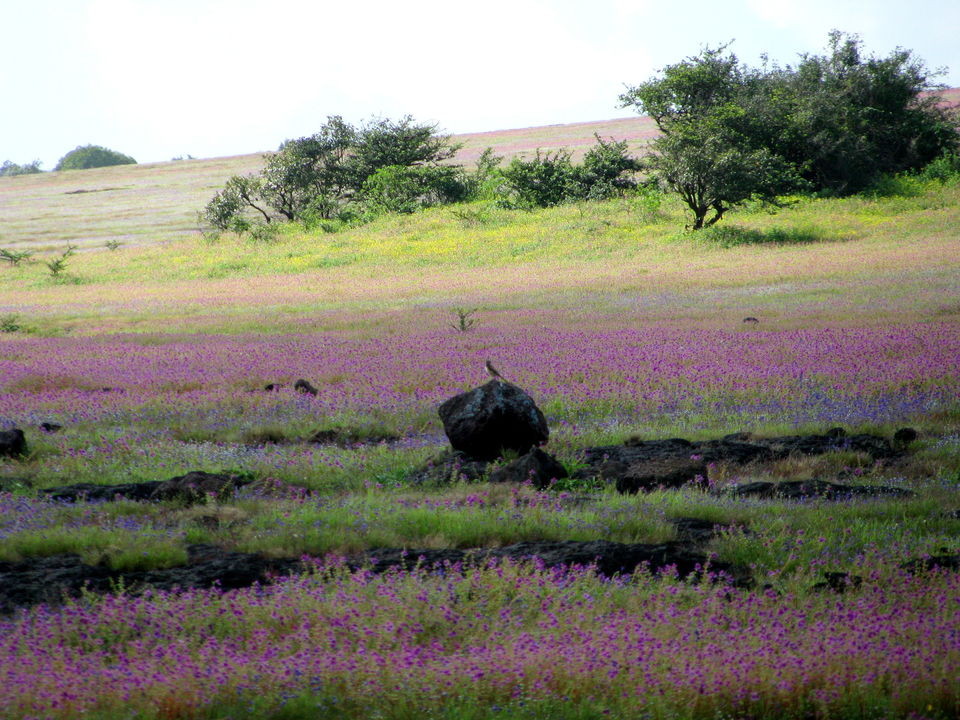 Photo of Monsoon Mumbai – Kaas: the plateau of flowers 2/5 by Ayan