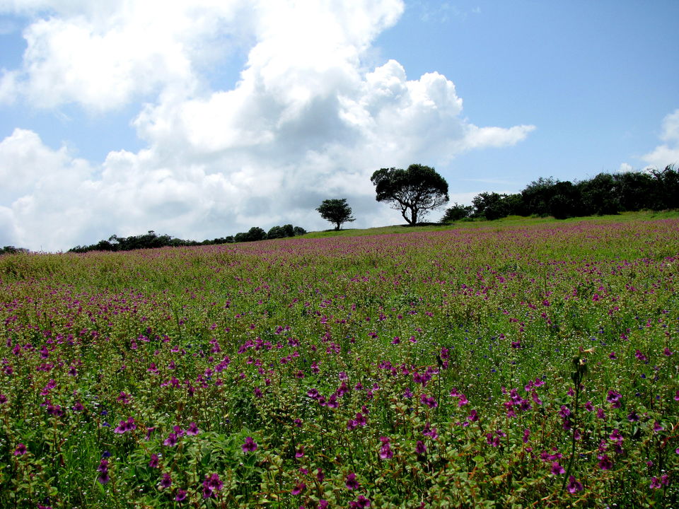 Photo of Monsoon Mumbai – Kaas: the plateau of flowers 3/5 by Ayan