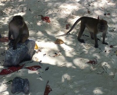Photo of Koh Lanta - Thailand's Well Kept Secret (BUDGET + ITINERARY FROM INDIA) by Vishal Wadhwani