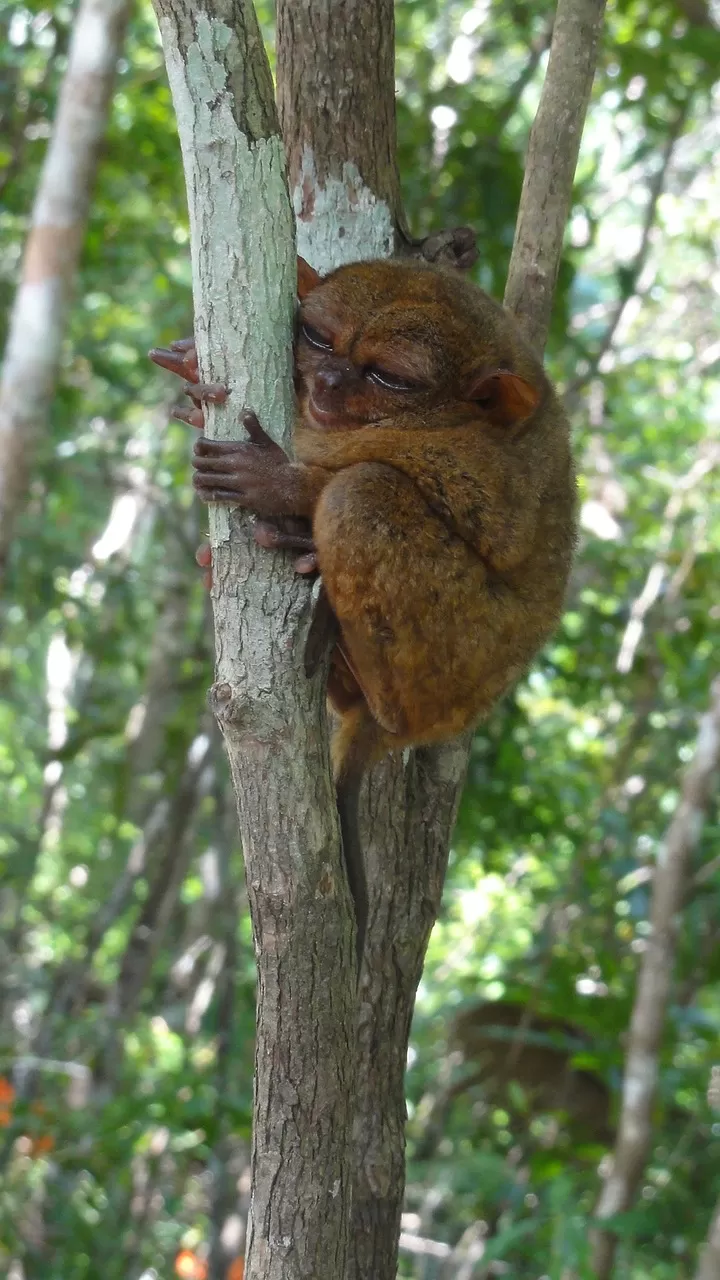 Photo of Tarsier Conservation Area, Loay Interior Road, Loboc, Bohol, Philippines by Anupriya Kapur