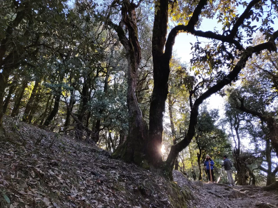 Photo of A crazy trek to Nag-Tibba by Shashank Jain