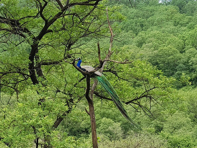 Photo of SARISKA...a short adventurous trip by priya sarkar