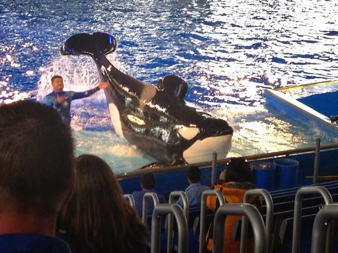 Photo of Sea World Drive, San Antonio, TX, United States by Gargi Vishnoi