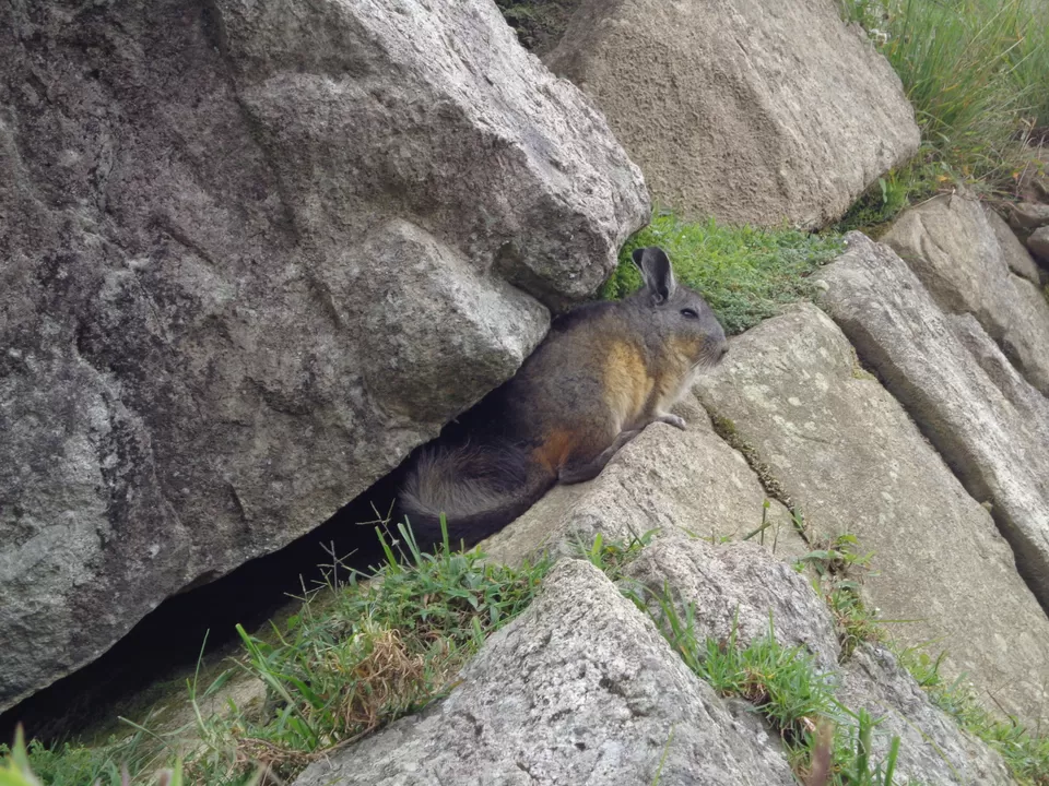 Photo of Machu Picchu, Aguas Calientes, Cusco, Peru by Gargi Vishnoi