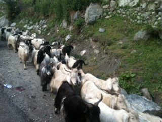 Photo of Harsil, Uttarakhand, India by Gargi Vishnoi
