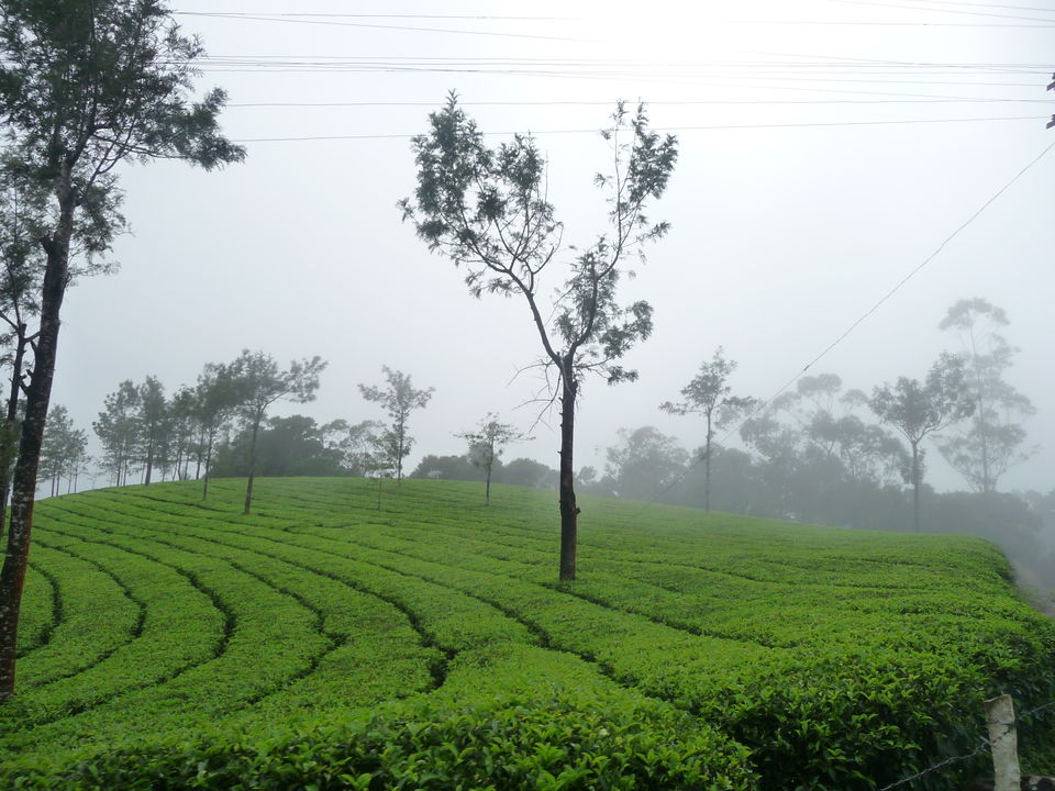 Photo of Monsoon in Munnar 1/3 by Gayatri Manu