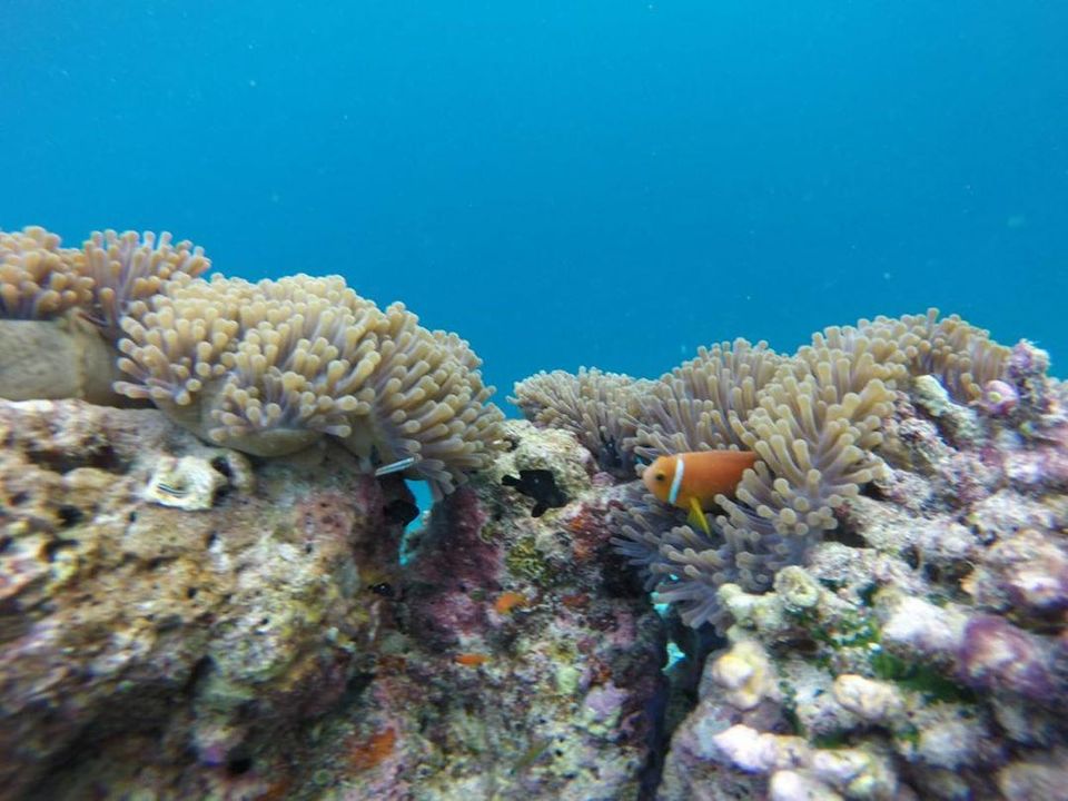Photo of Sand Bank, Maldives by Shweta Rathaur