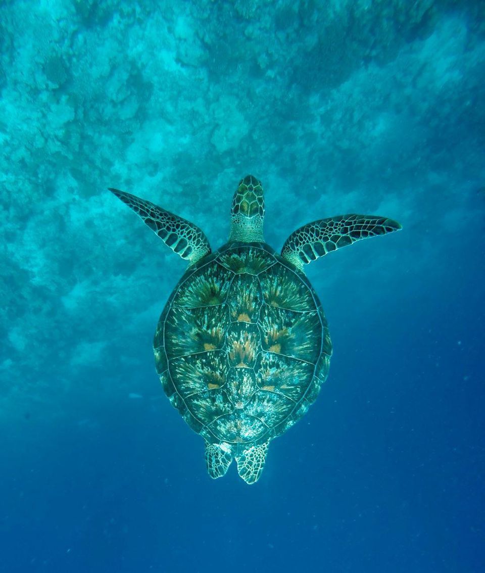 Photo of Maldives on your mind - this is how you do it in budget by Shweta Rathaur
