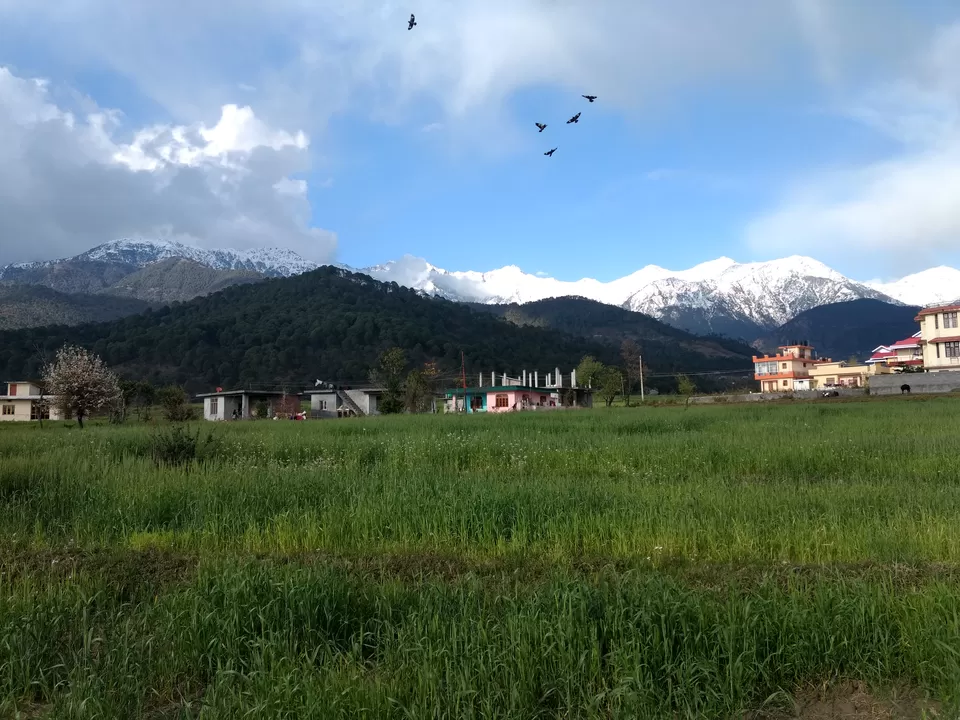 Photo of Palampur - Dharamshala Road, Bindravan, Sugghar, Palampur, Himachal Pradesh, India by Pari