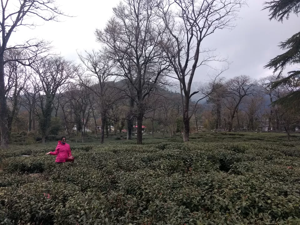 Photo of Tea Plantation, Palampur, Himachal Pradesh, India by Pari
