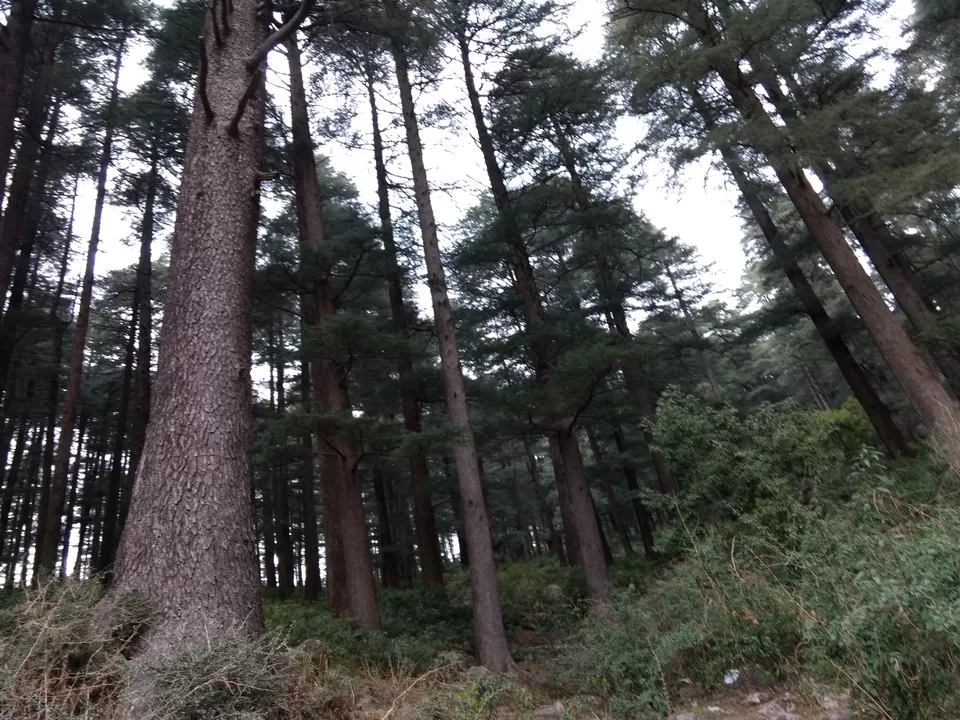 Photo of Dharamkot, Dharamshala, Himachal Pradesh, India by Pari