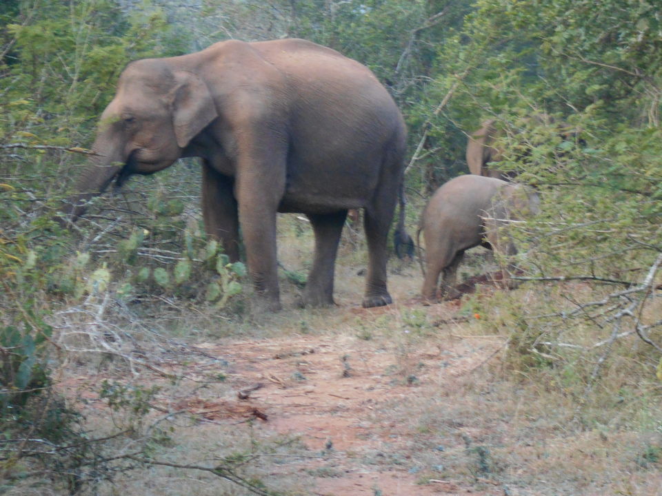 Photo of Masinagudi - A Wild Affair 29/74 by moumita chakraborty
