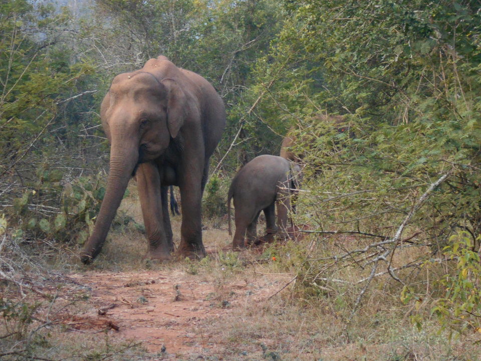 Photo of Masinagudi - A Wild Affair 32/74 by moumita chakraborty