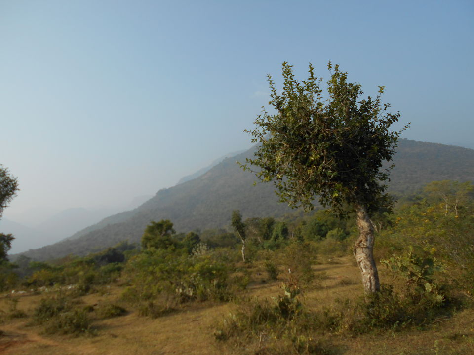 Photo of Masinagudi - A Wild Affair 53/74 by moumita chakraborty