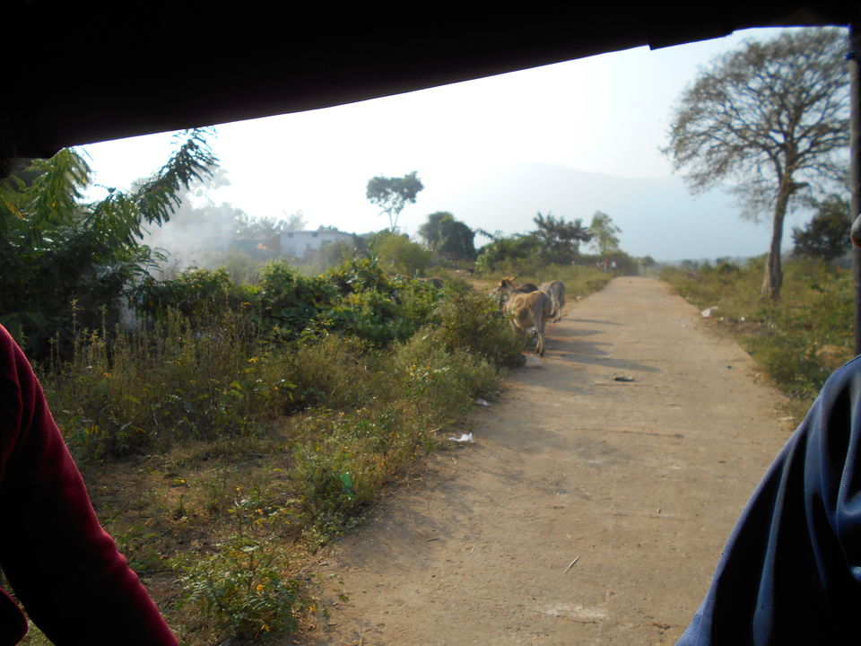 Photo of Masinagudi - A Wild Affair 54/74 by moumita chakraborty