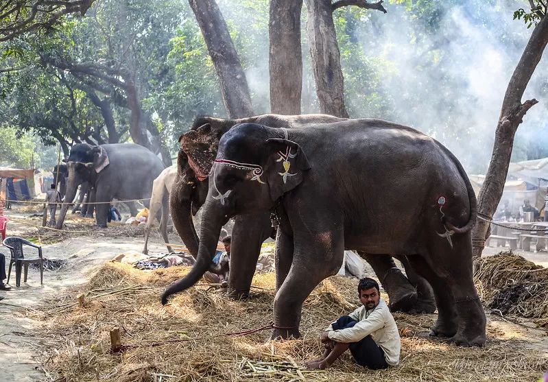 Photo of सोनपुर, Bihar, India by Rupesh Kumar Jha