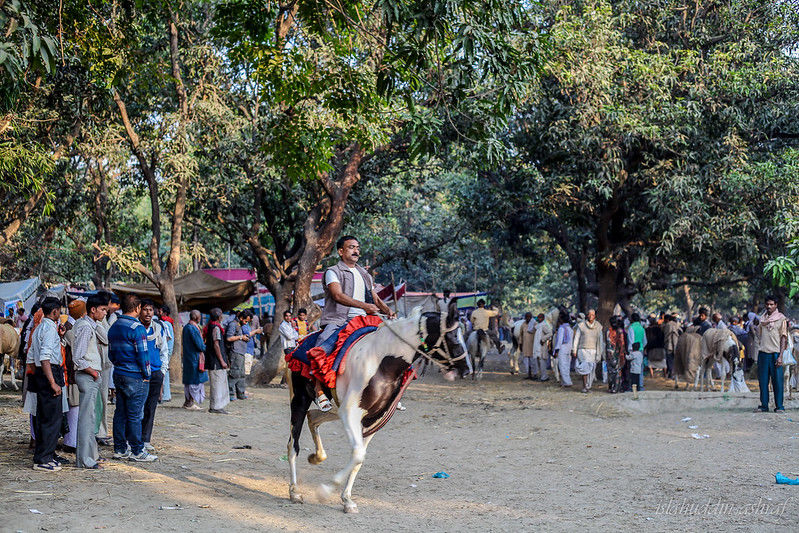 Photo of सोनपुर मेला: एशिया का सबसे बड़ा पशुमेला जिसे देखकर हैरान रह जाएँगे आप! by Rupesh Kumar Jha