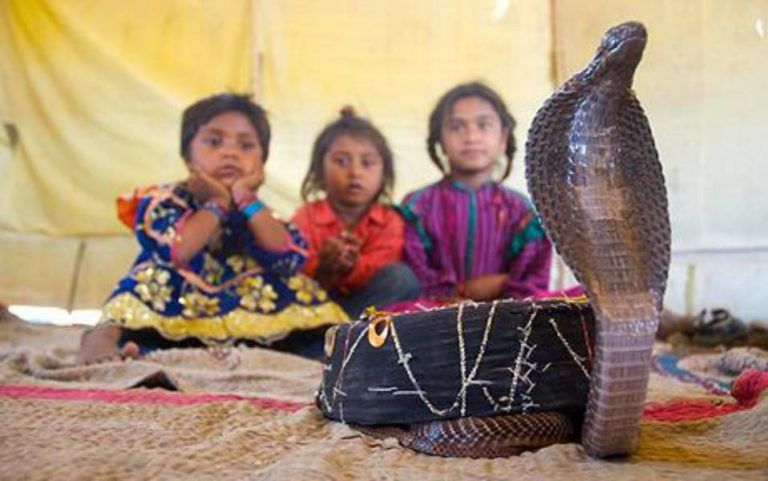 Photo of शेतफल: वो गाँव जहाँ हर परिवार पालता है कोबरा साँप! by Rupesh Kumar Jha