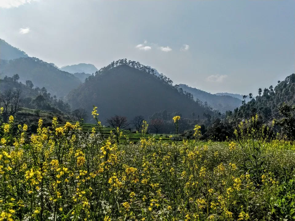 Photo of इम्पीरियल हाइट्स, Crank's Ridge, Almora-Bageshwar Road, Balt Bari, Uttarakhand, India by Rupesh Kumar Jha