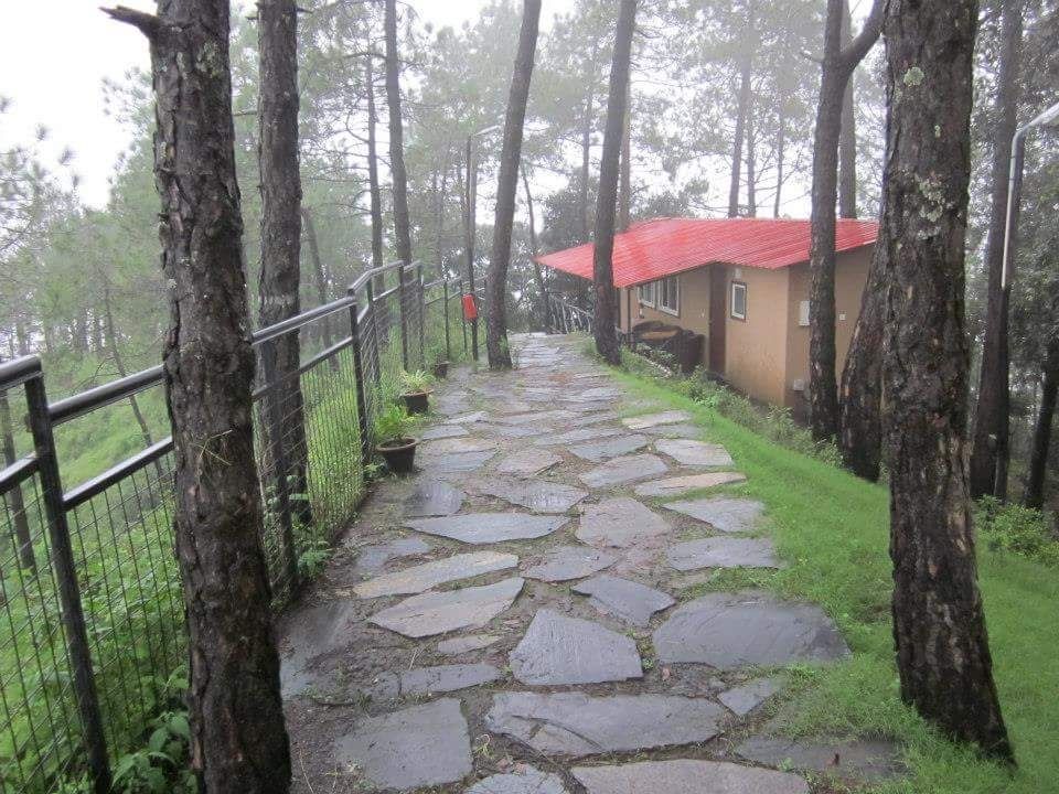 Photo of A Trip in the Woods at Himachal@ Aamod, Shogi by Hansa Sinha