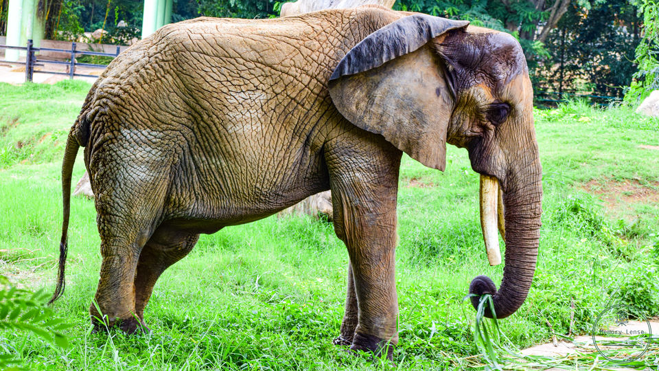 Photo of Mysore Zoo, Zoo Main Road, Indira Nagar, Ittige Gudu, Mysuru, Karnataka, India by Saikat Chowdhury