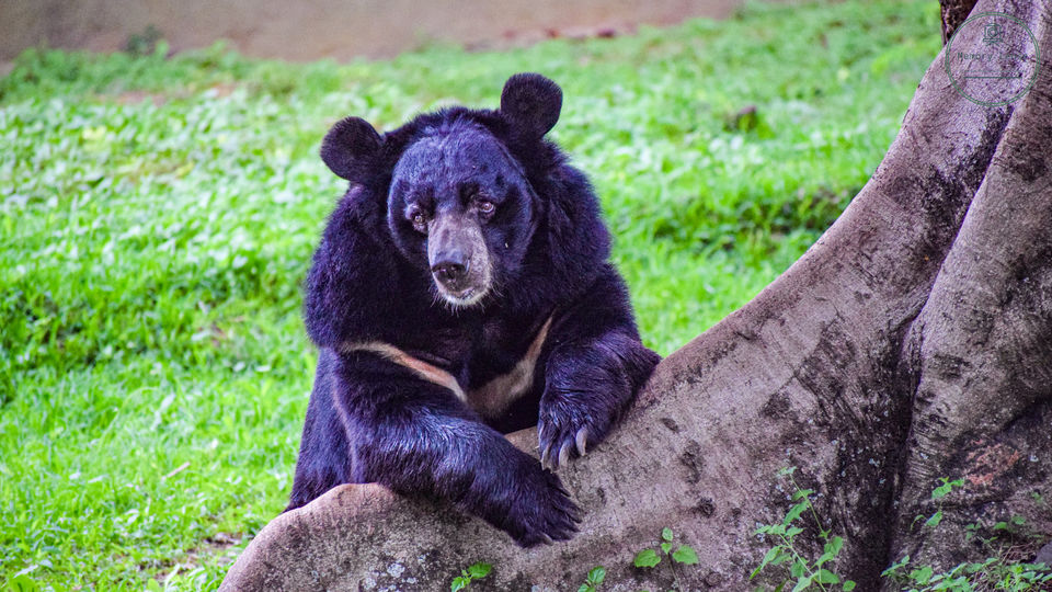 Photo of Mysore Zoo, Zoo Main Road, Indira Nagar, Ittige Gudu, Mysuru, Karnataka, India by Saikat Chowdhury