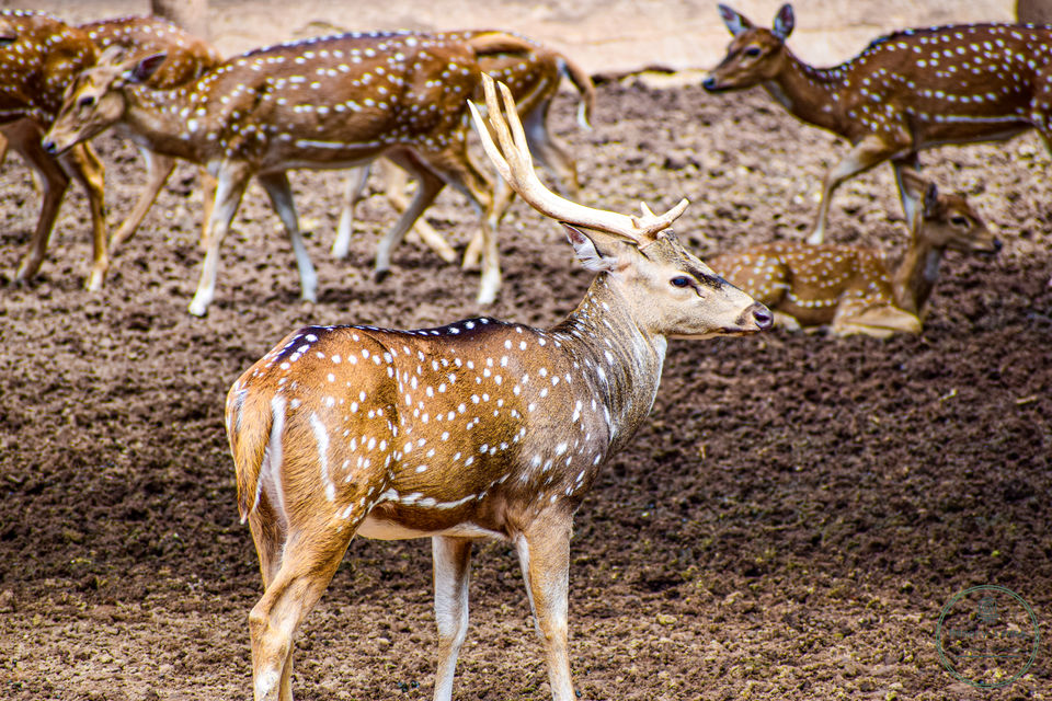 Photo of Mysore Zoo, Zoo Main Road, Indira Nagar, Ittige Gudu, Mysuru, Karnataka, India by Saikat Chowdhury