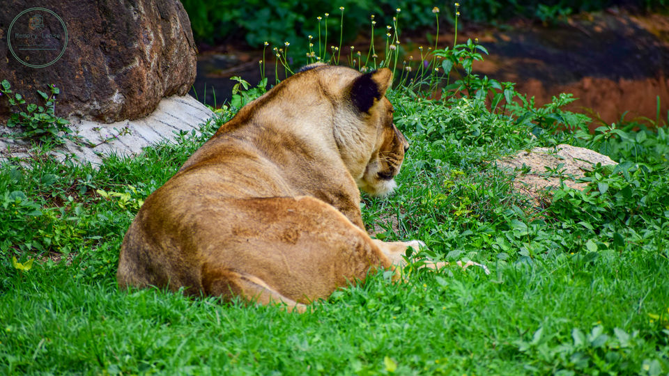 Photo of Mysore Zoo, Zoo Main Road, Indira Nagar, Ittige Gudu, Mysuru, Karnataka, India by Saikat Chowdhury