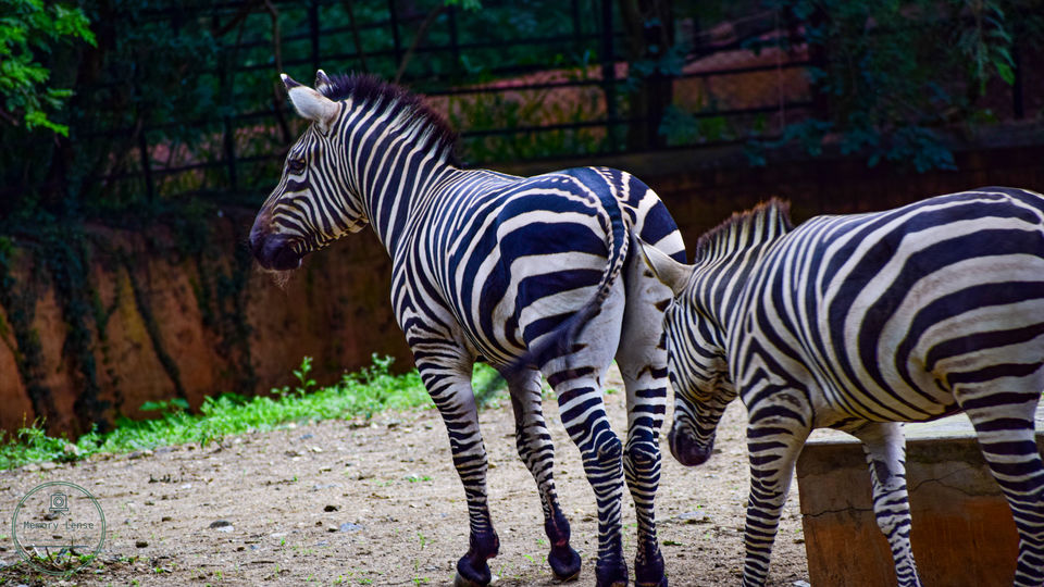 Photo of Mysore Zoo, Zoo Main Road, Indira Nagar, Ittige Gudu, Mysuru, Karnataka, India by Saikat Chowdhury