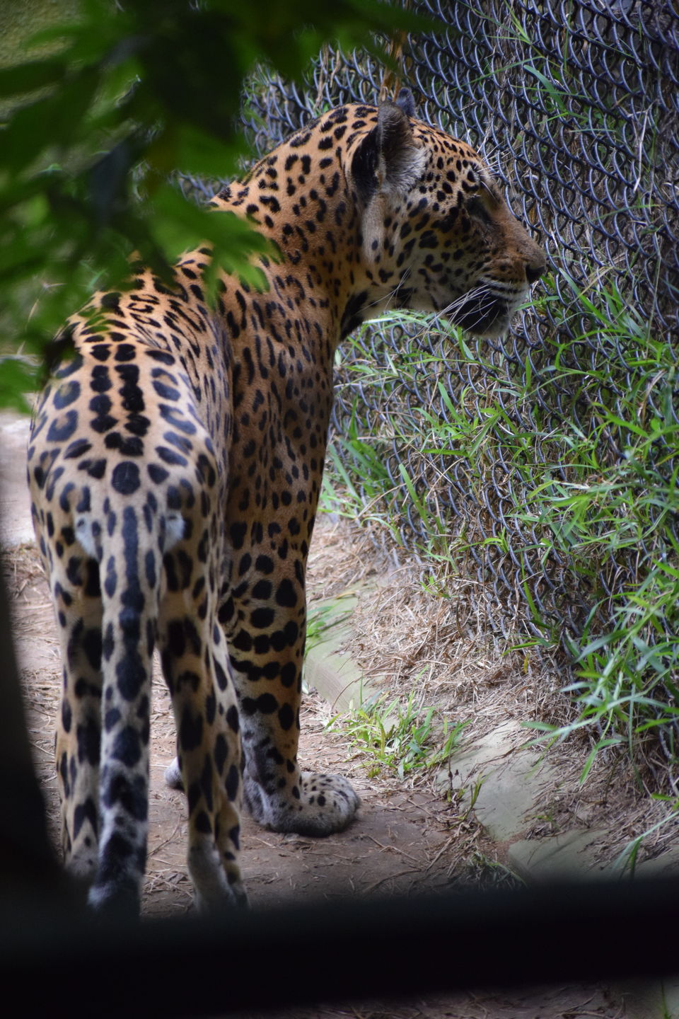 Photo of Mysore Zoo, Zoo Main Road, Indira Nagar, Ittige Gudu, Mysuru, Karnataka, India by Saikat Chowdhury