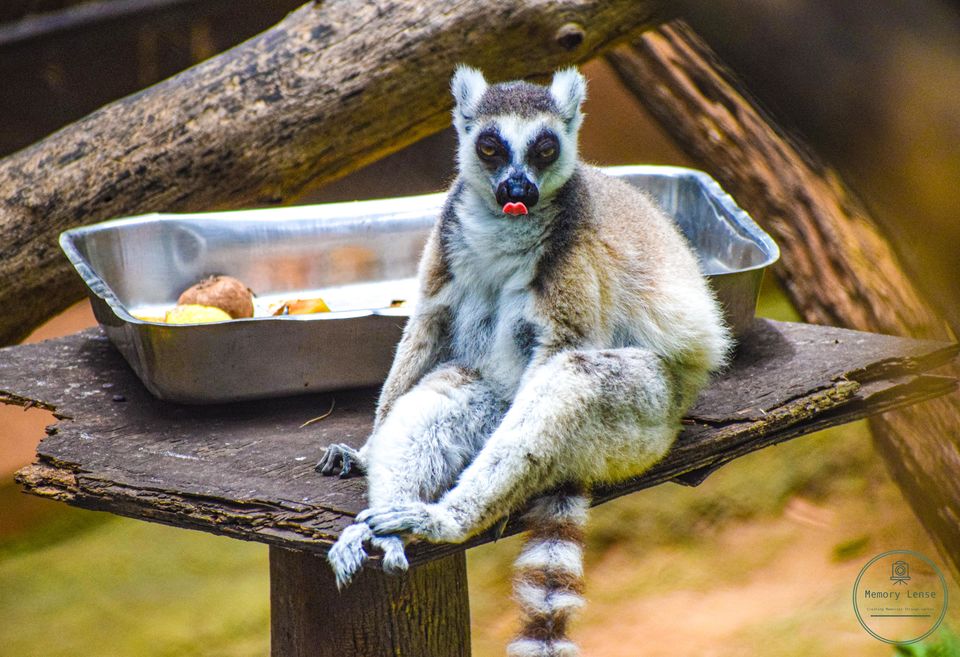 Photo of Mysore Zoo, Zoo Main Road, Indira Nagar, Ittige Gudu, Mysuru, Karnataka, India by Saikat Chowdhury