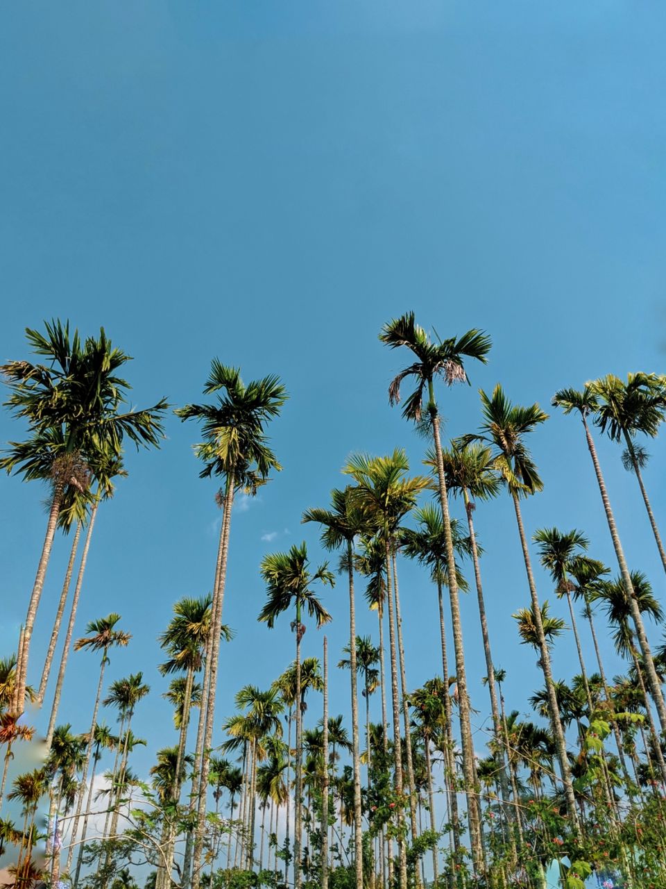 Photo of Wayanad, Kerala, India by Mayank Sheth