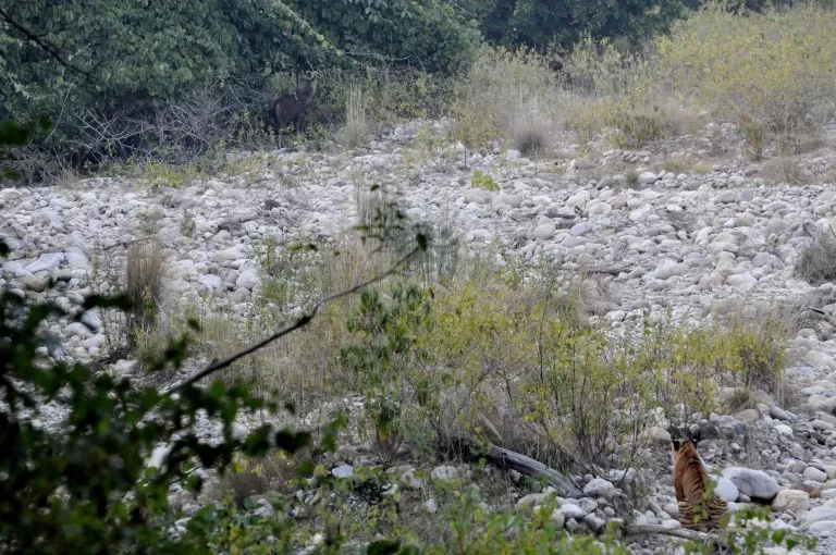 Photo of Jim Corbett National Park, Ramnagar, Uttarakhand, India by Syed Ali Husain