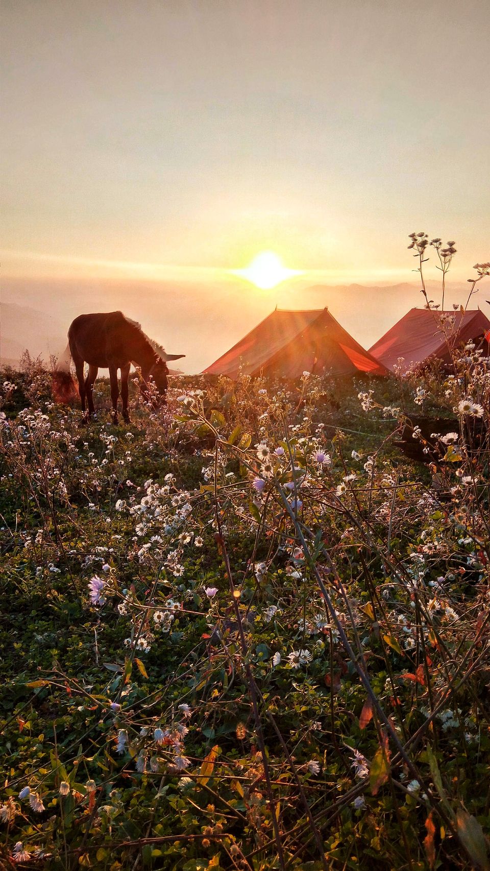 Photo of NAG TIBBA TREK by GARIMA KUMAR