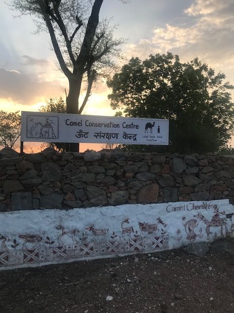 Photo of A memorable trip to Ranakpur – An offbeat place between Udaipur and Kumbhalgarh by Charvi and Jaymine
