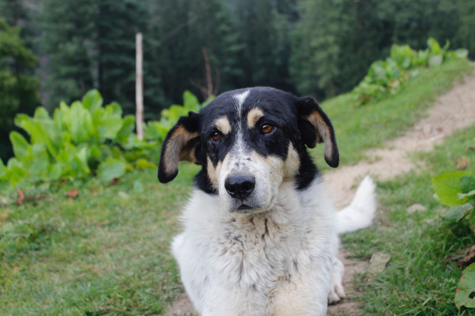 Photo of A trip to Kasol and Khirganga by POOJA YADAV