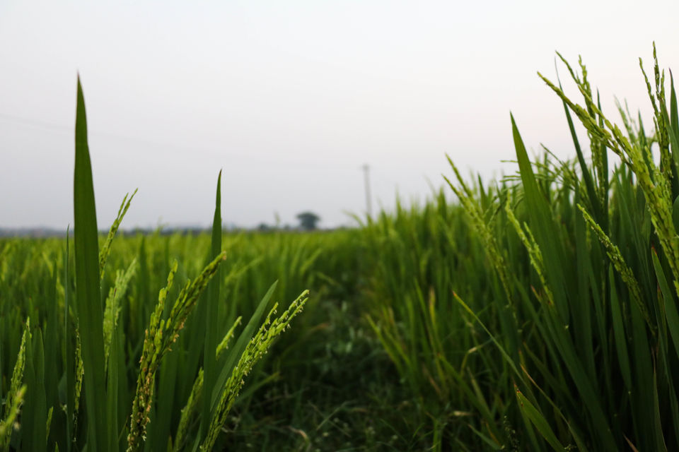 Photo of Village Life.... 4/5 by LOG