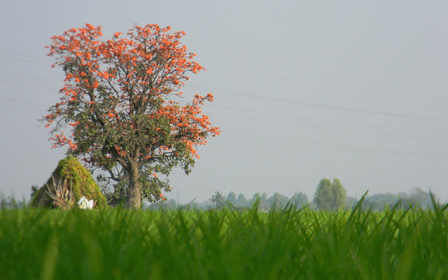 Photo of Village Life.... by LOG