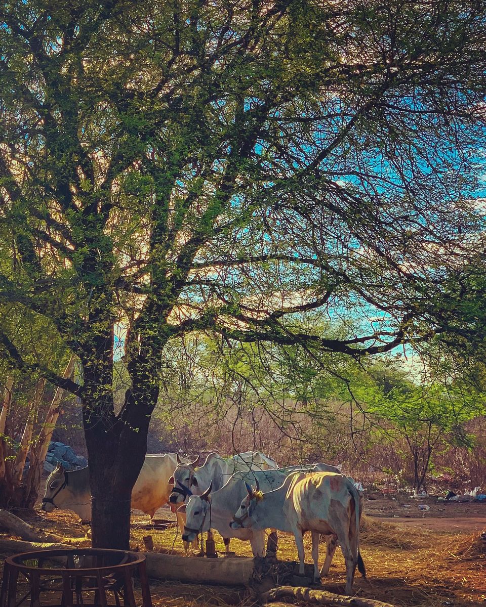 Photo of Village Life.... 5/5 by LOG