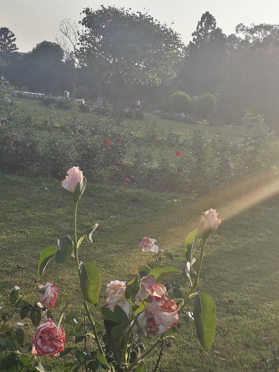 Photo of Chandigarh - The city beautiful by Preet