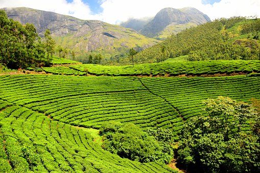 Photo of Kerala - all about luxurious stay in Munnar by Preet