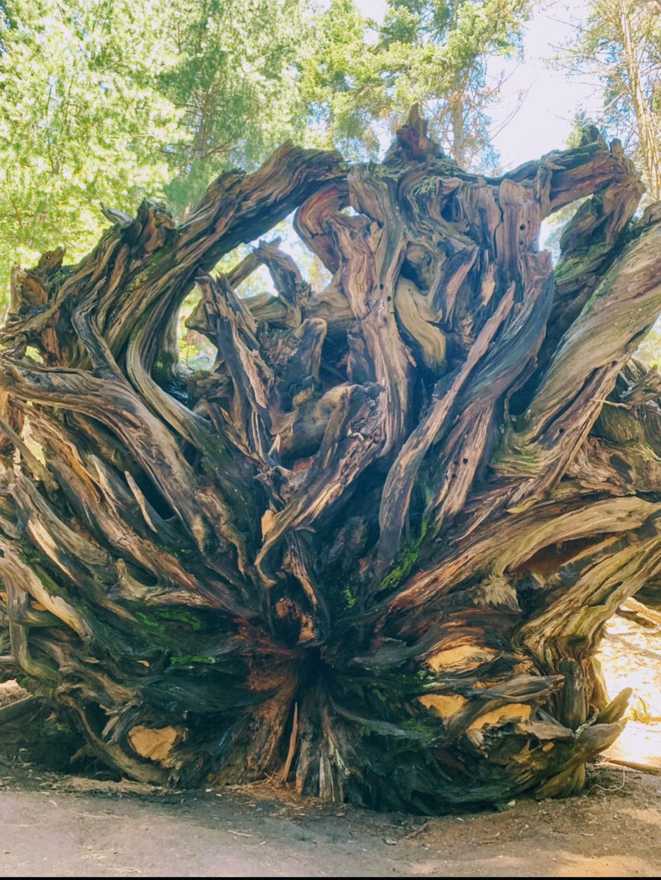 Photo of Yosemite and Sequoia Trip by Jyotirmaya Meher