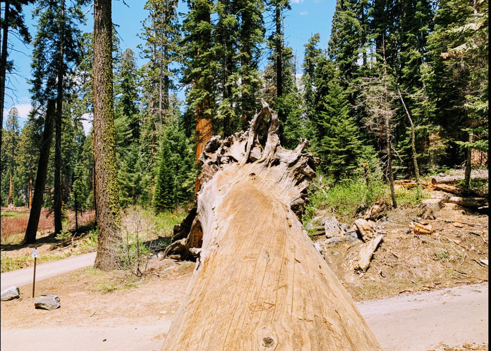Photo of Yosemite and Sequoia Trip by Jyotirmaya Meher