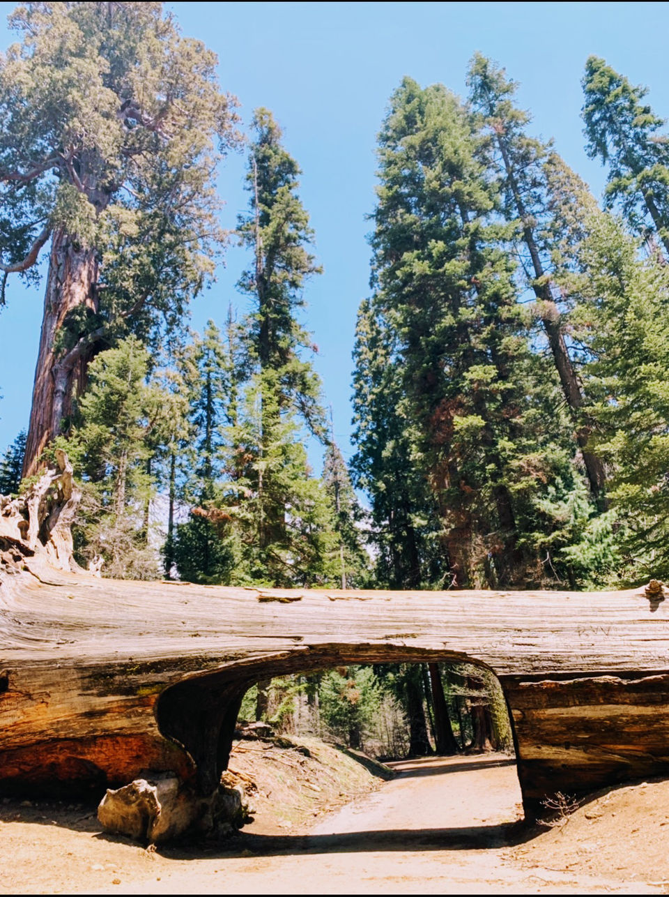 Photo of Yosemite and Sequoia Trip by Jyotirmaya Meher