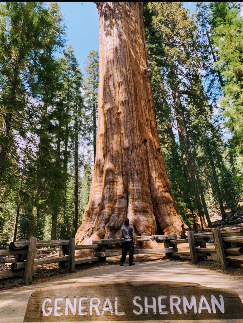 Photo of Yosemite and Sequoia Trip by Jyotirmaya Meher