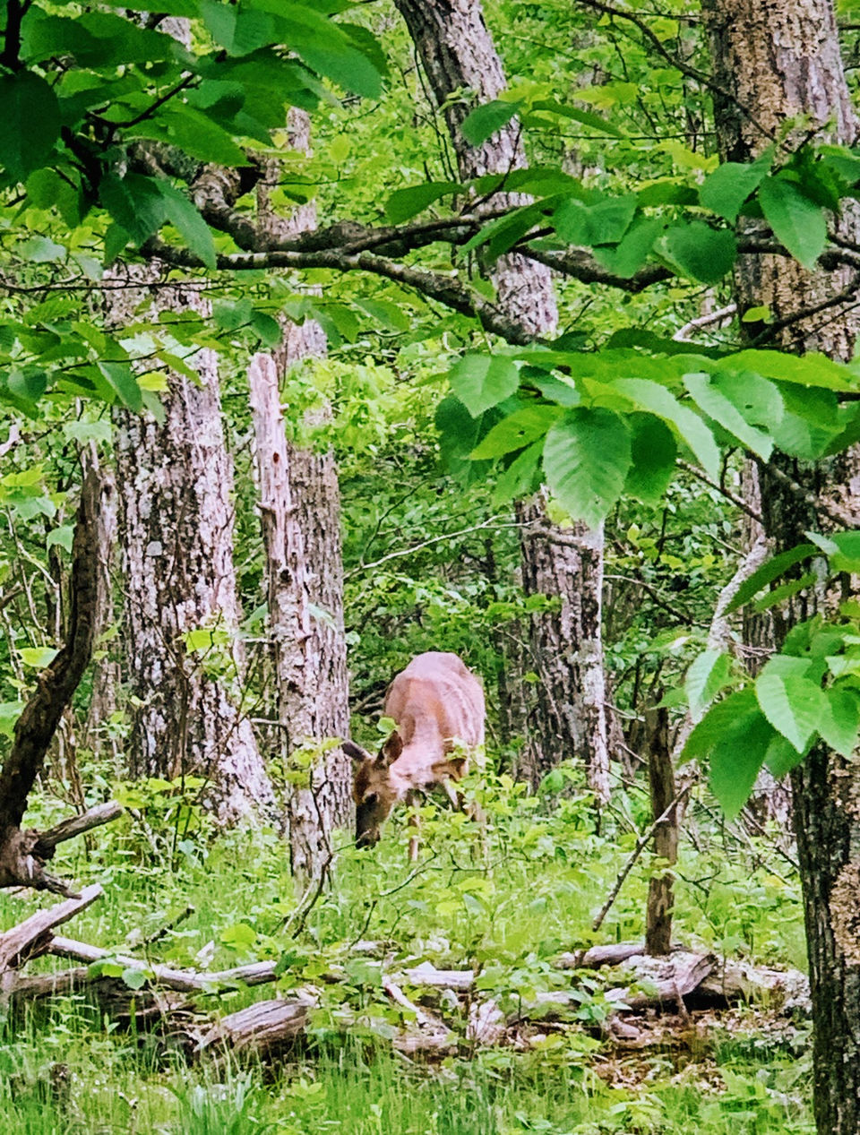 Photo of Camping at Shenandoah by Jyotirmaya Meher