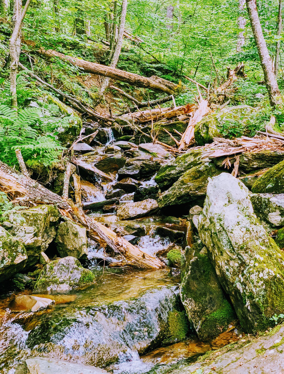 Photo of Camping at Shenandoah by Jyotirmaya Meher